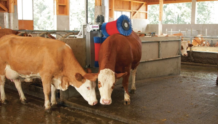 Vaches se faisant brosser par des brosses HAPPYCOW