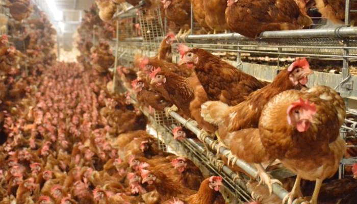 poules en liberté