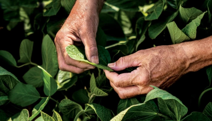 Mains dans un champ de soya