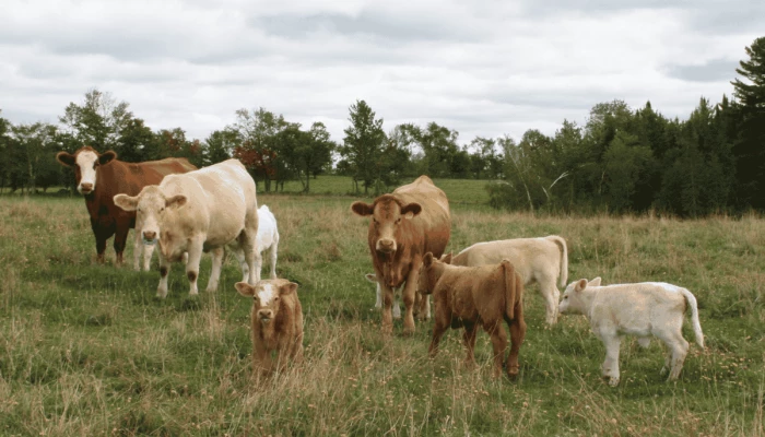 Des vaches de boucherie et leur veau
