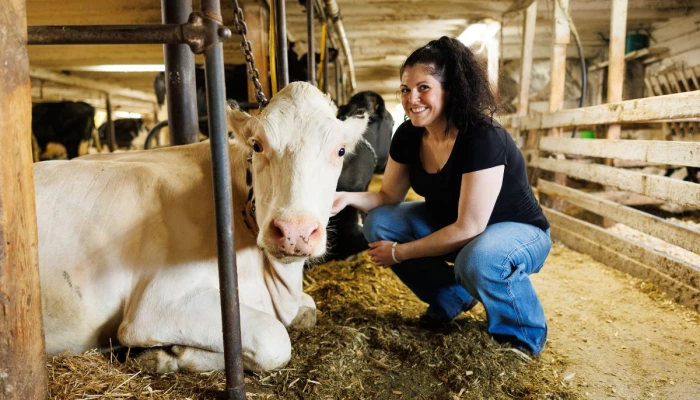 Lawrence Boucher Brière accroupie à côté d'une vache