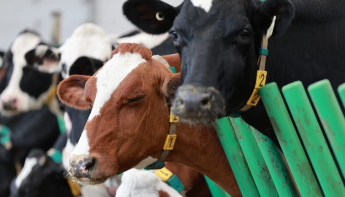 Vache aux yeux fermés