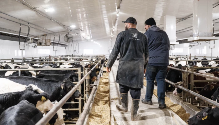 Deux-producteurs laitiers marchant dans une étable avec des vaches holstein