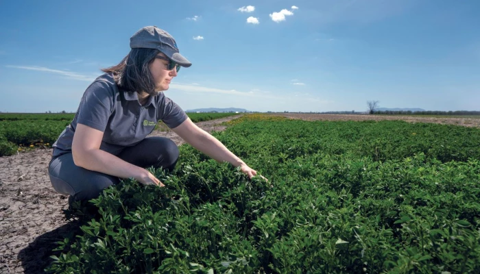 Agronome regardant un champ à la Ferme de recherche de Sollio Agriculture