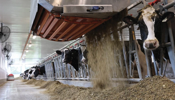 Vaches recevant de la nourriture en regardant la caméra