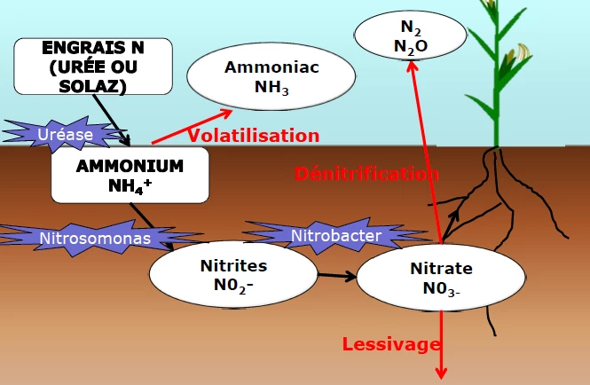 cycle azote