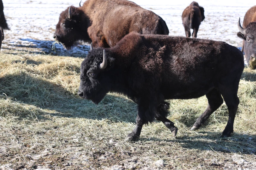 Bison en Alberta
