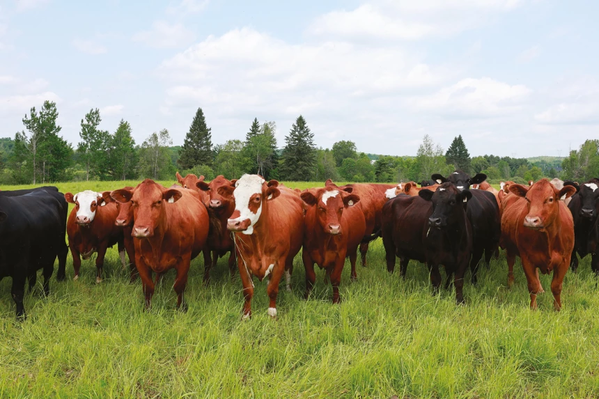 Boeufs de la Ferme Claude Thouin et Fils
