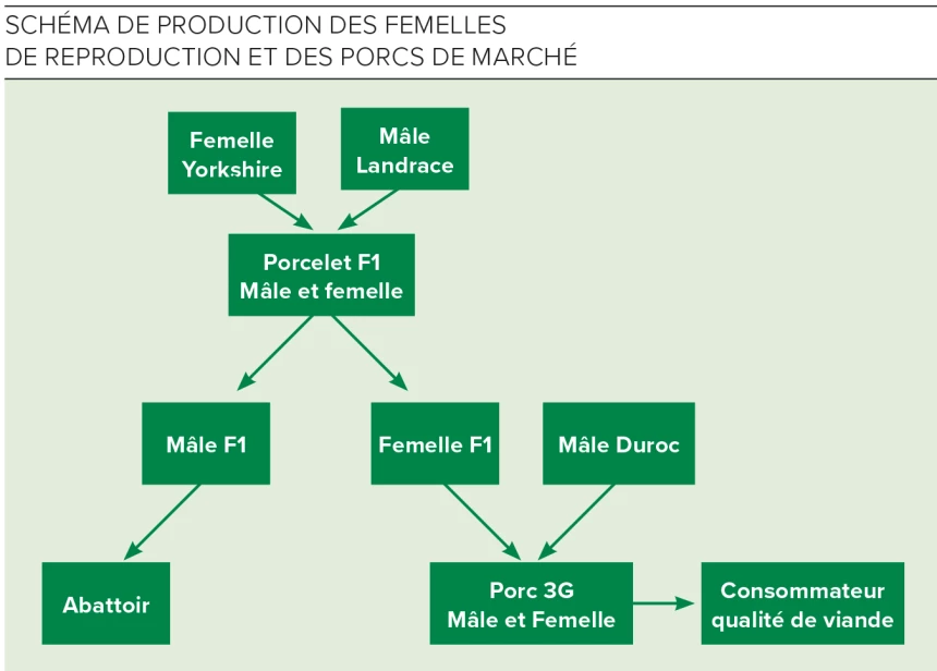 Schéma de production des femelles de reproduction et des porcs de marché