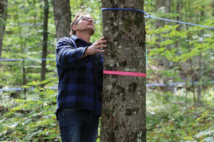 Steve Veilleux observant un érable