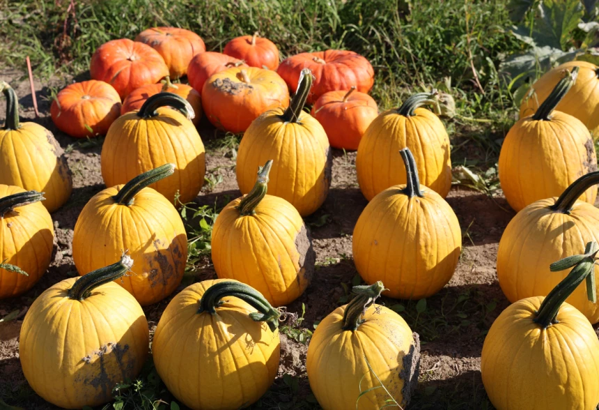 Citrouilles jaunes orangées