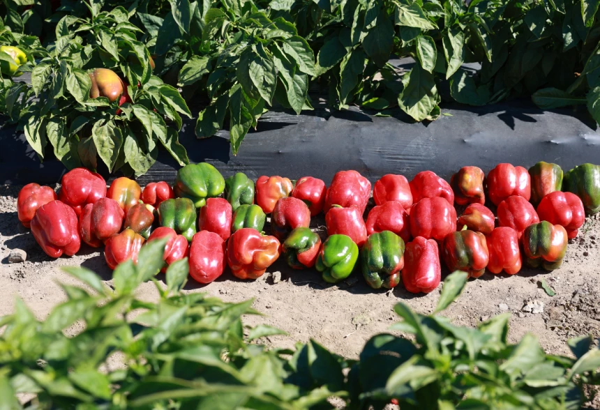 Poivrons rouges et verts