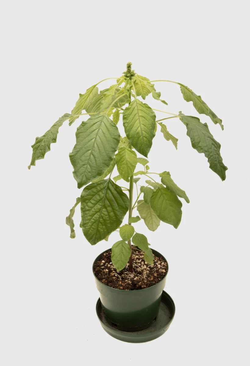 Amarante de Palmer en pot