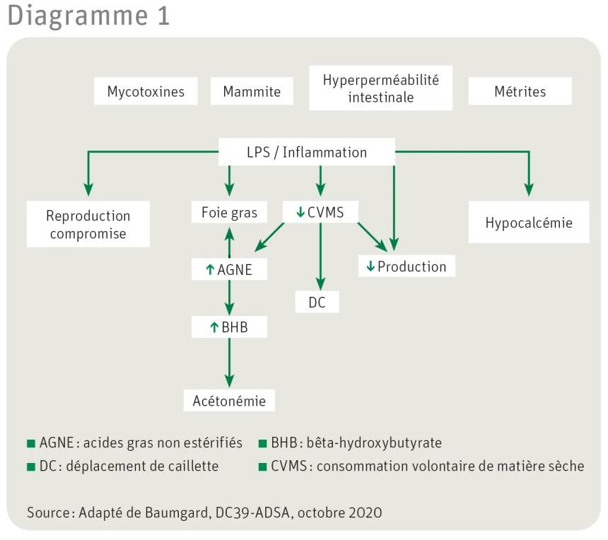 Diagramme des réactions métaboliques