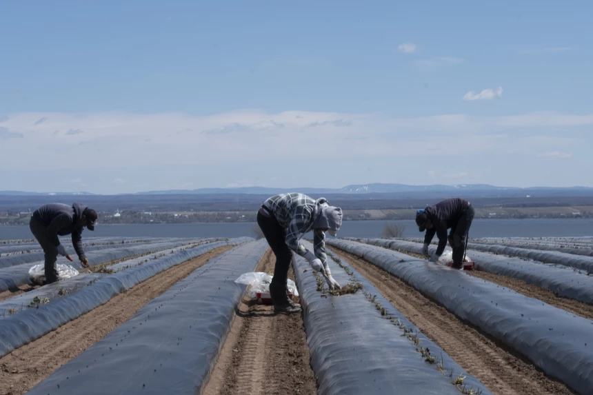 Travailleurs mexicains