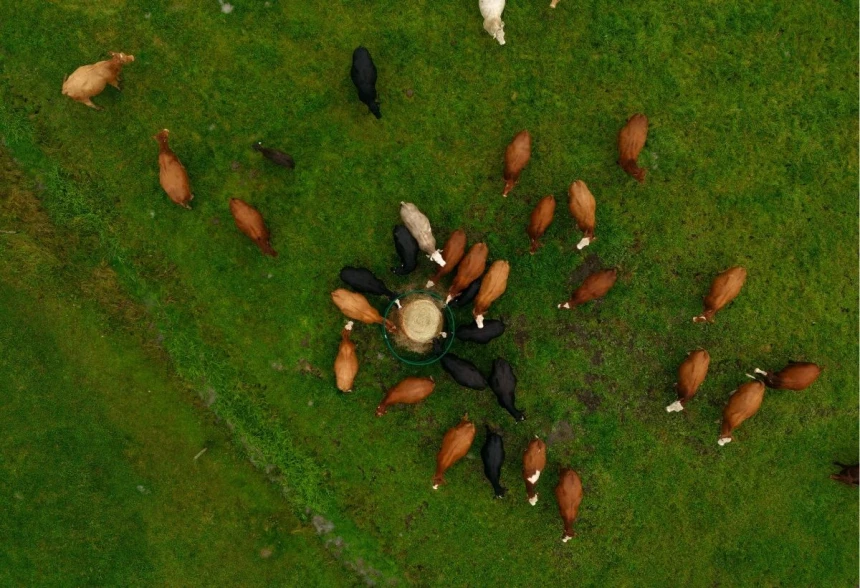 Des vaches à boeuf au pâturage