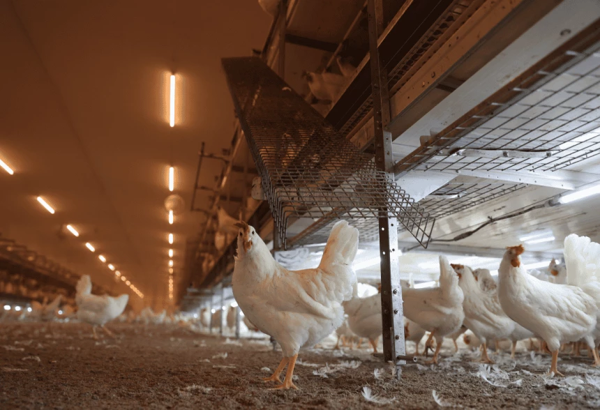 Des poules pondeuses logées dans une volière