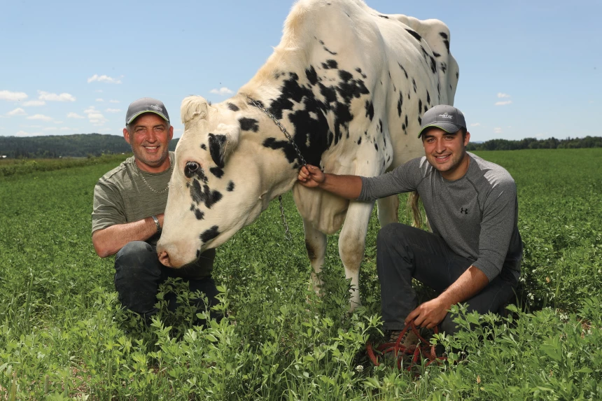 Normand Lapointe avec son fils et une vache
