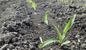 Jeune plant de maïs - Ferme de recherche de Sollio Agriculture