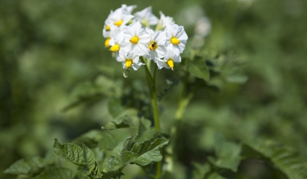 Abeille qui pollinise un plant de pommes de terre