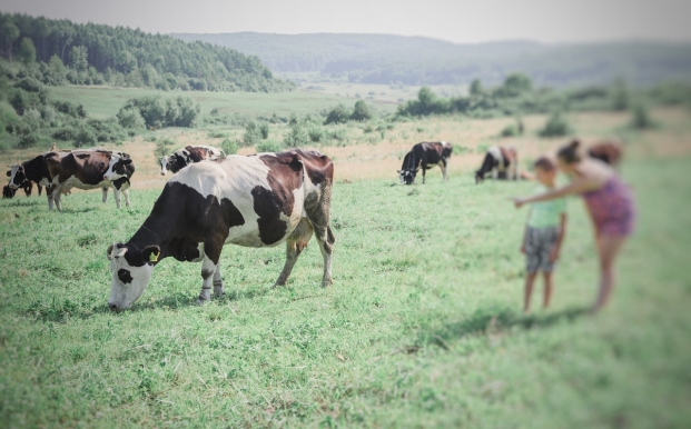 Production laitière en Ukraine