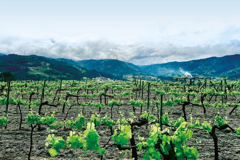 Vignoble Quinta Do Baja