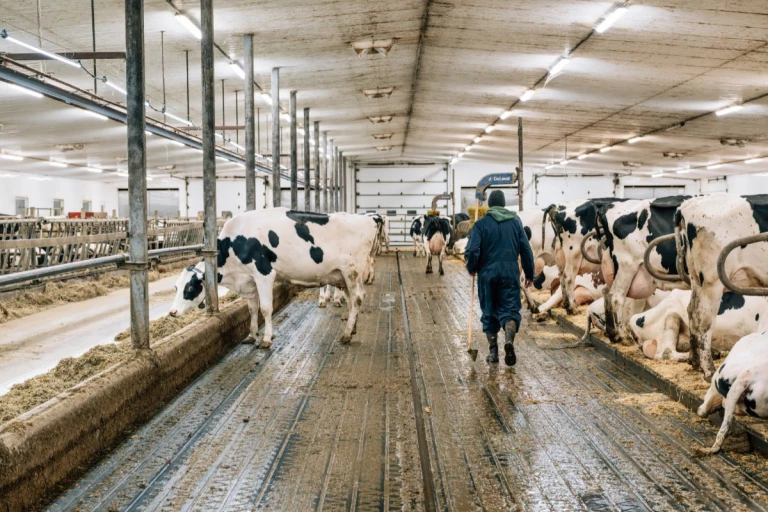 Intérieur de l'étable de la Ferme M.B. Pelletier