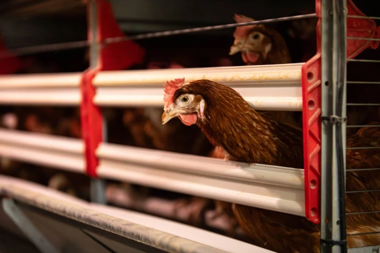 Poule pondeuse