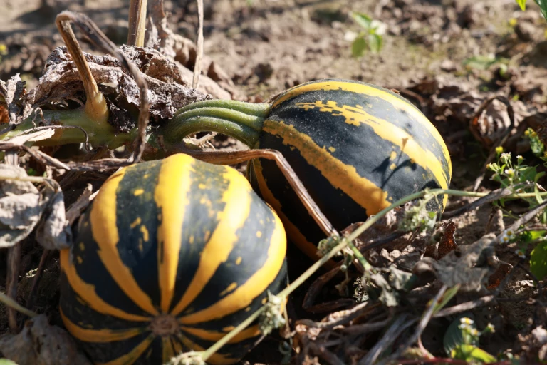 Citrouilles jaunes et noires