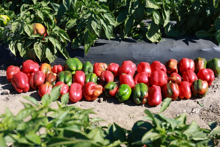 Poivrons rouges et verts
