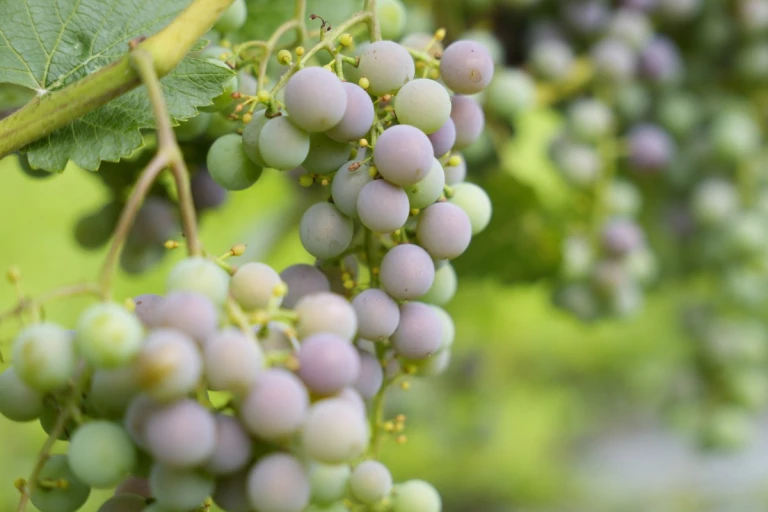 Raisins de table sur vignes