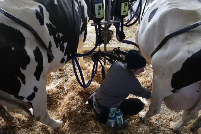 Marie St-Amant, en pleine traite
