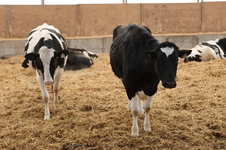 Vaches à l'étable