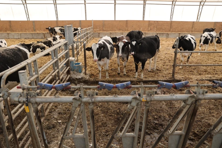Vaches à l'étable