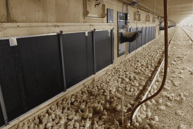 Un poulailler de poussins de poulet de chair