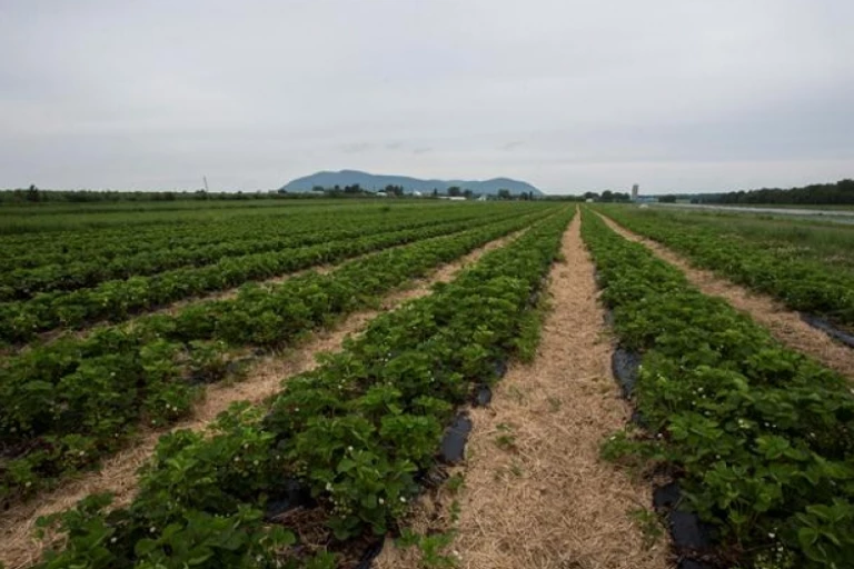 Champ fertilisé par la fertigation.