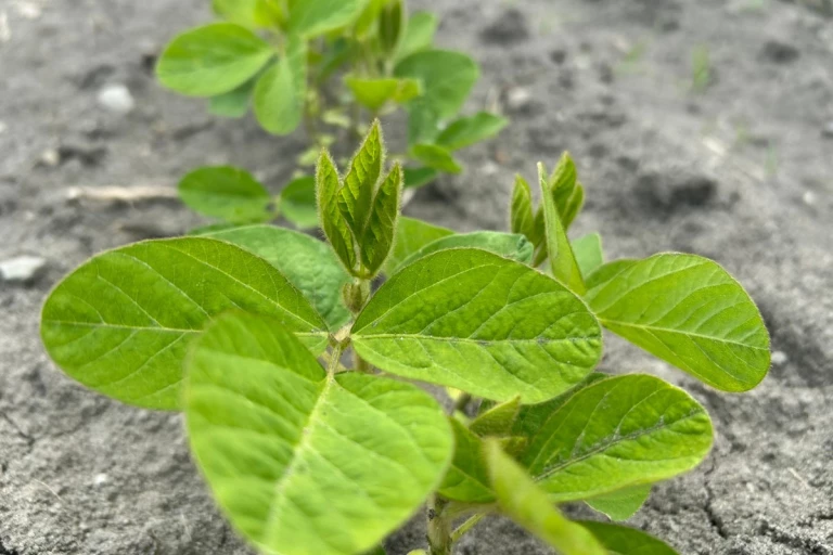 Beau plant de soya