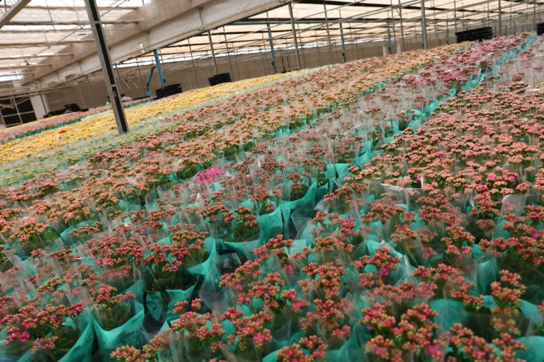 Bouquets de fleurs de l'entreprise Joost Kalanchoes