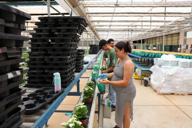 Employés de Joost Kalanchoes emballant des fleurs