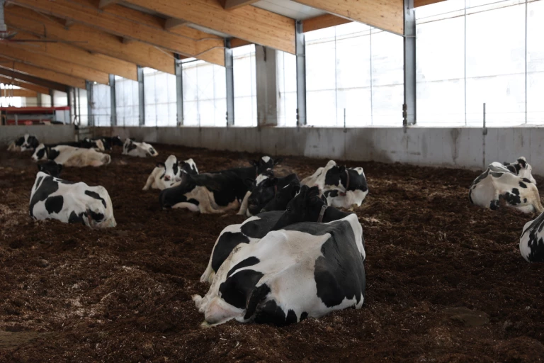 Vaches holstein couchées