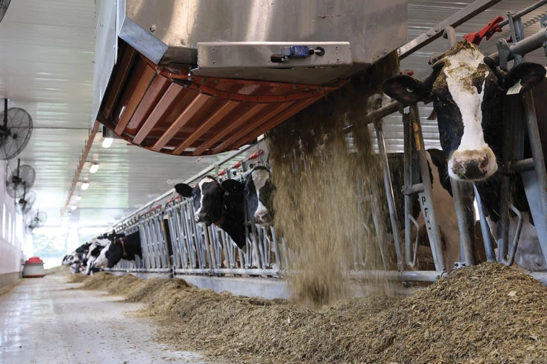 Vaches recevant de la nourriture en regardant la caméra
