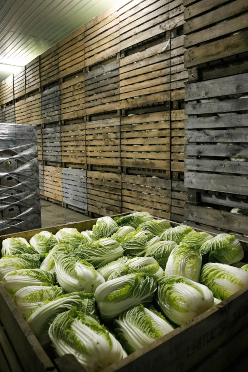 Choux chinois de Laitue St-Jacques