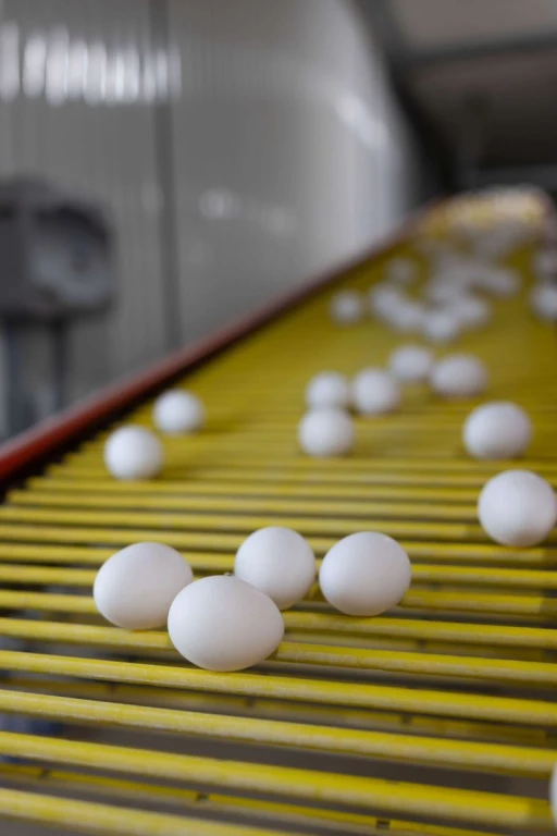 Oeufs sur tapis roulant