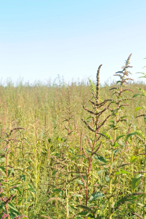 Amarante tuberculée