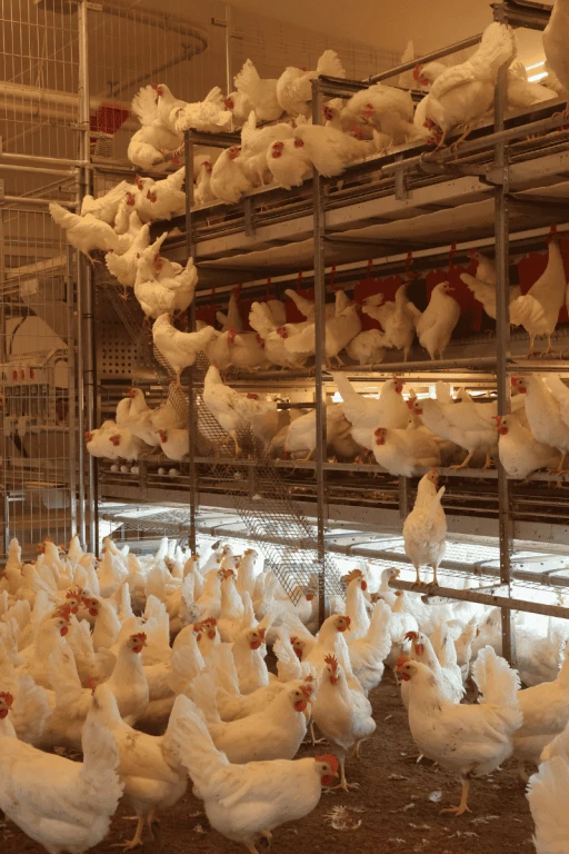 Poules en liberté dans une voilière