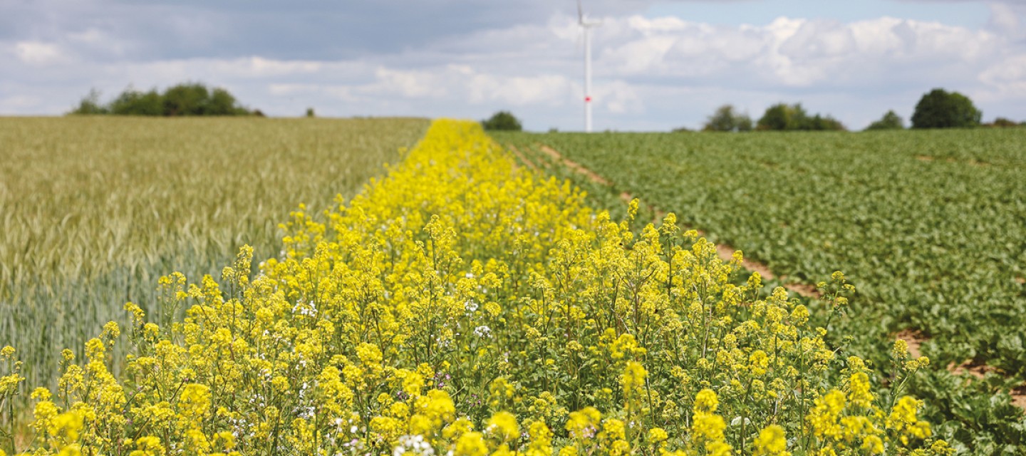 Bandes fleuries en Europe