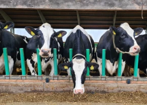 Flex-Feed par Cow-Welfare