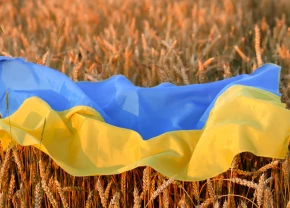Un drapeau de l'Ukraine déposé sur un champ de blé