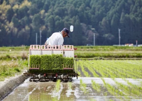 Riziculteur japonais qui récolte son riz
