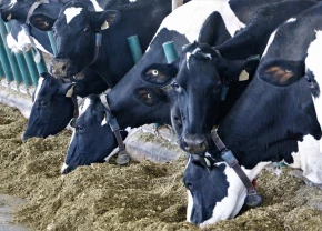 Des vaches laitières consomment du fourrage